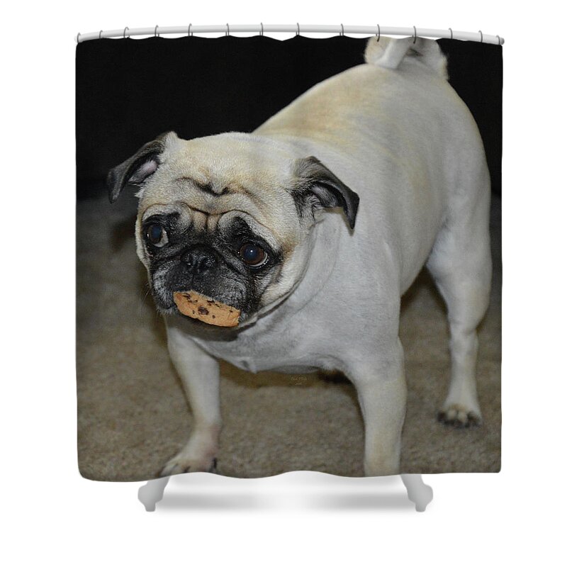 Dog Shower Curtain featuring the mixed media Guilty by Trish Tritz