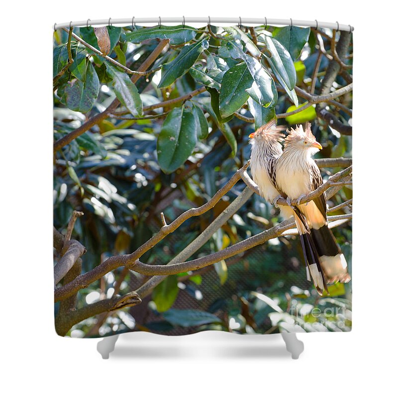 Bird Shower Curtain featuring the photograph Guira Cuckoo by Donna Brown