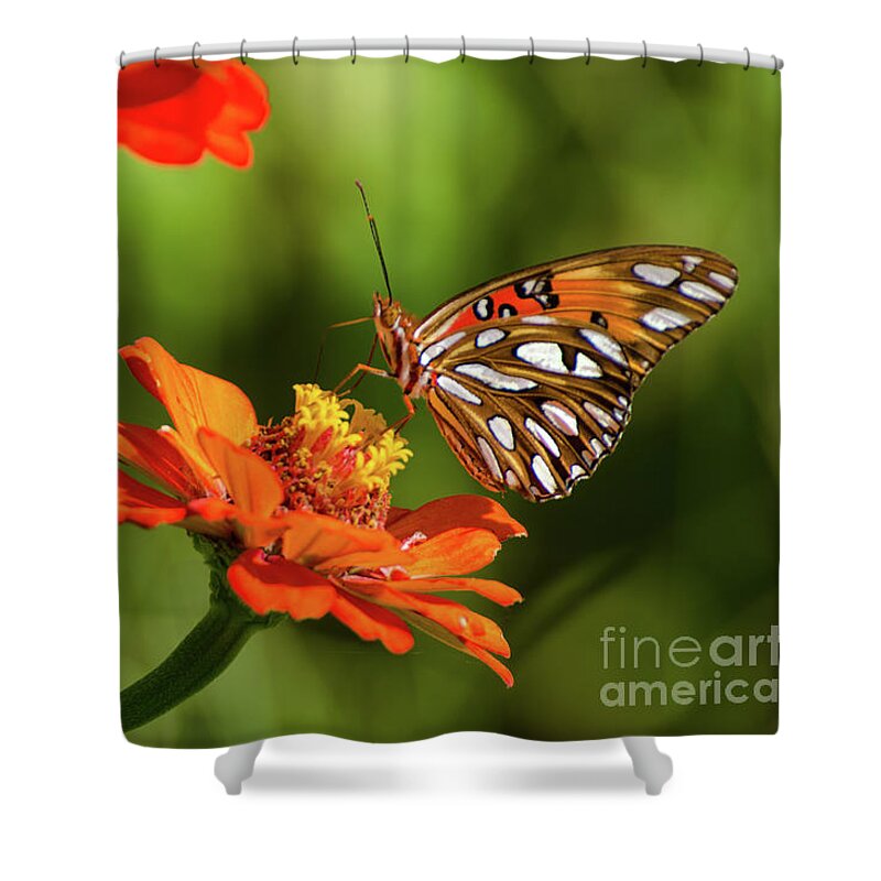 Insect Shower Curtain featuring the photograph Gulf Fritillary Butterfly by Donna Brown