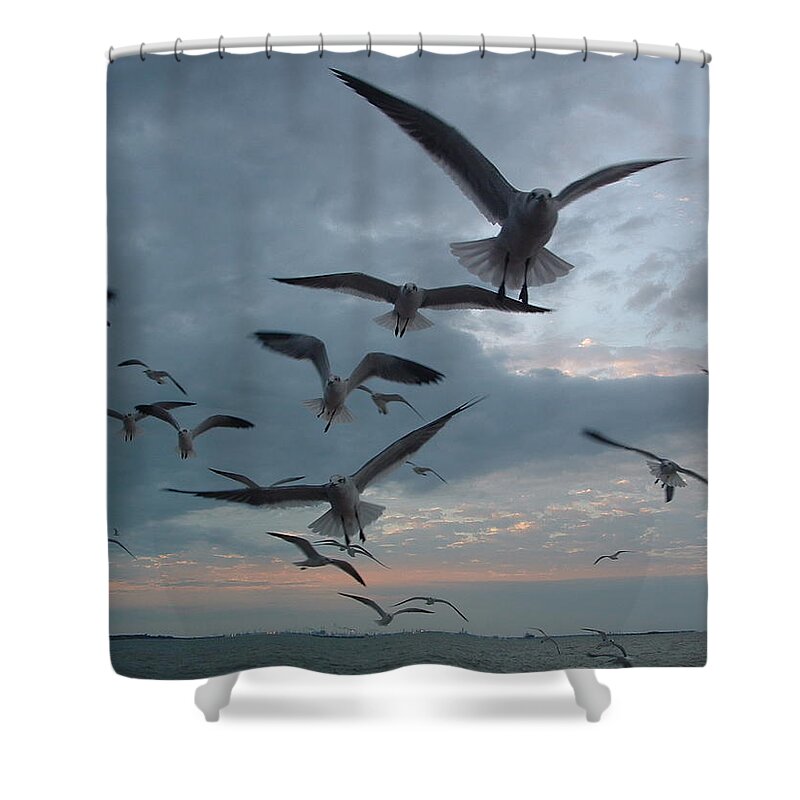 Photograph Shower Curtain featuring the photograph Gull Attack by Gilbert Pennison
