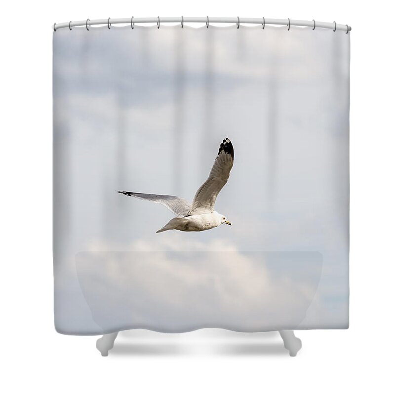 Gull Shower Curtain featuring the photograph Gull in Flight by Holden The Moment