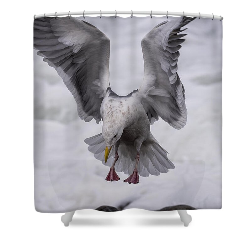 Action Shower Curtain featuring the photograph Gull Landing by Robert Potts