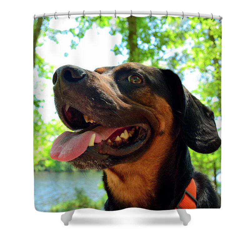 Hike Shower Curtain featuring the photograph Gus on a Hike by Nicole Lloyd