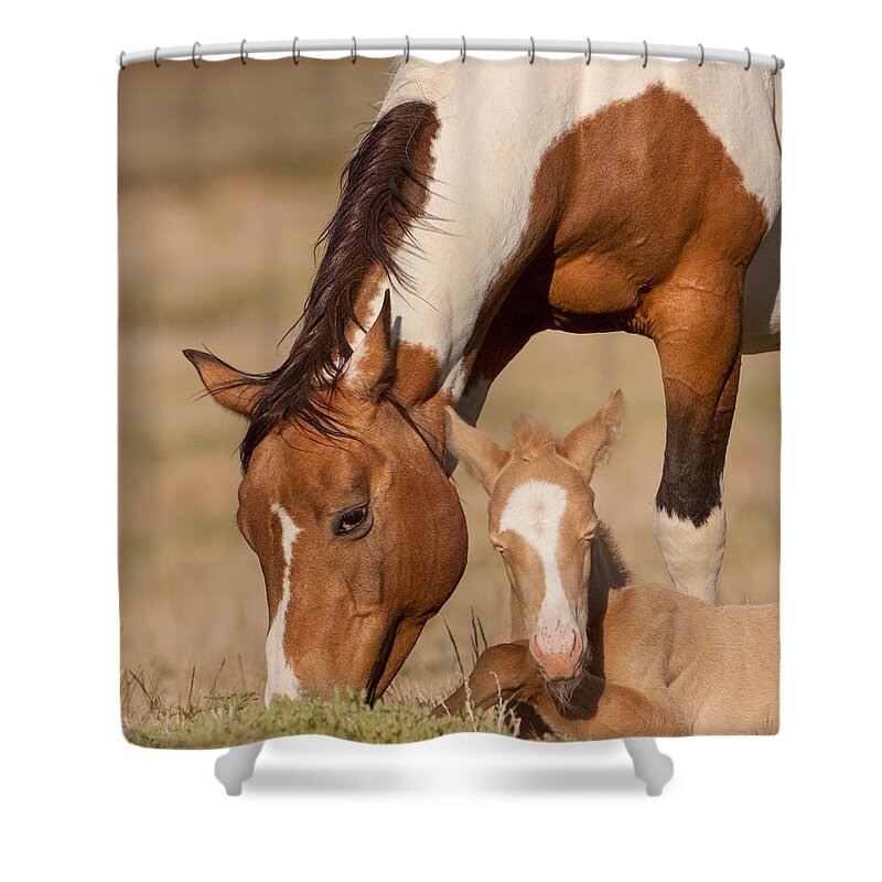 Wild Horse Shower Curtain featuring the photograph Gypsy by Kent Keller