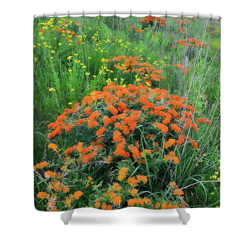 Illinois Shower Curtain featuring the photograph Hackmatack NWR Butterfly Weed by Ray Mathis