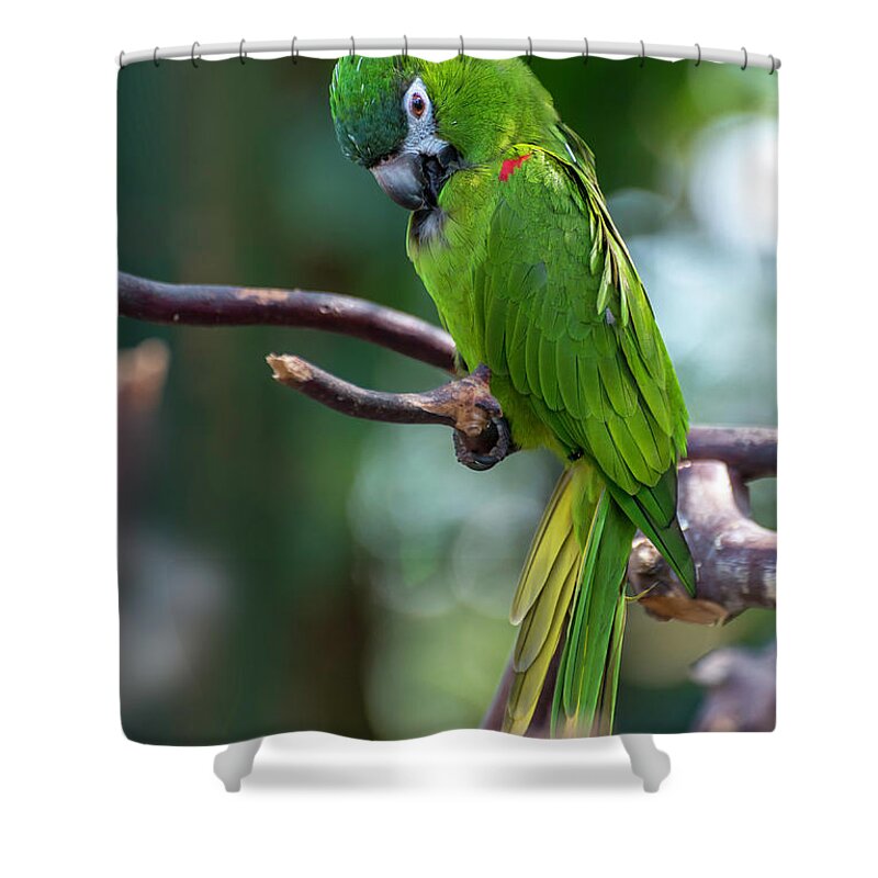 Hahn's Macaws Shower Curtain featuring the photograph Hahn's Macaws by John Poon