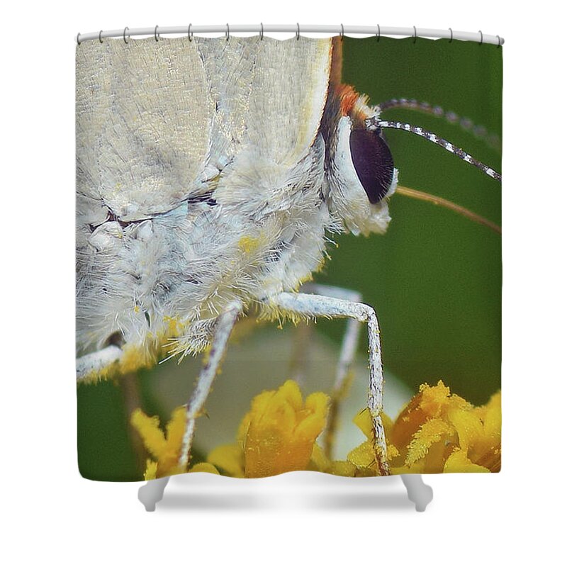 Photograph Shower Curtain featuring the photograph Hairstreak Closeup by Larah McElroy