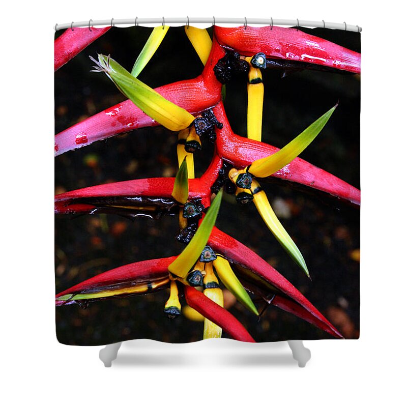 Tropical Flowers Shower Curtain featuring the photograph Haleconia Pink Gold and Green by Jennifer Bright Burr