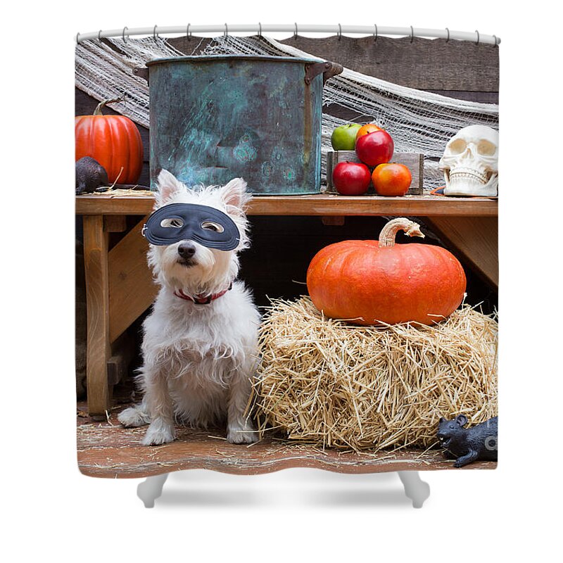 Barn Shower Curtain featuring the photograph Halloween Party Dog by Edward Fielding