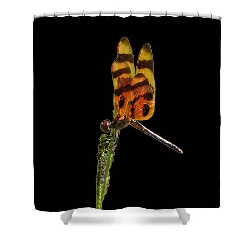 Dragonfly Shower Curtain featuring the photograph Halloween Pennant Dragonfly .png by Al Powell Photography USA