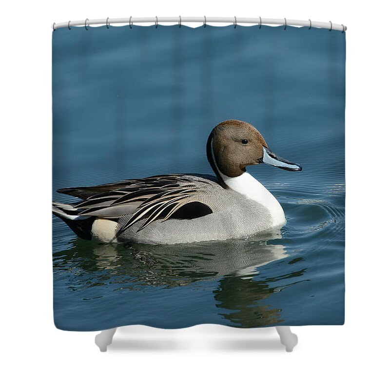 Northern Pintail Shower Curtain featuring the photograph Handsome Drake by Fraida Gutovich