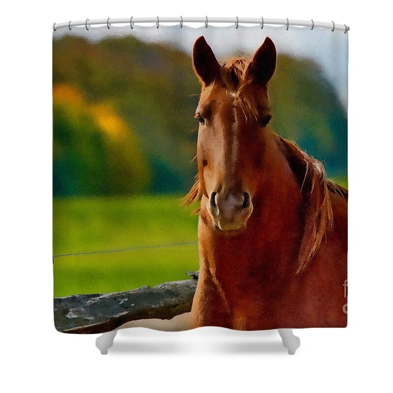 Handsome Lad Shower Curtain featuring the photograph Handsome Lad by Andrea Kollo