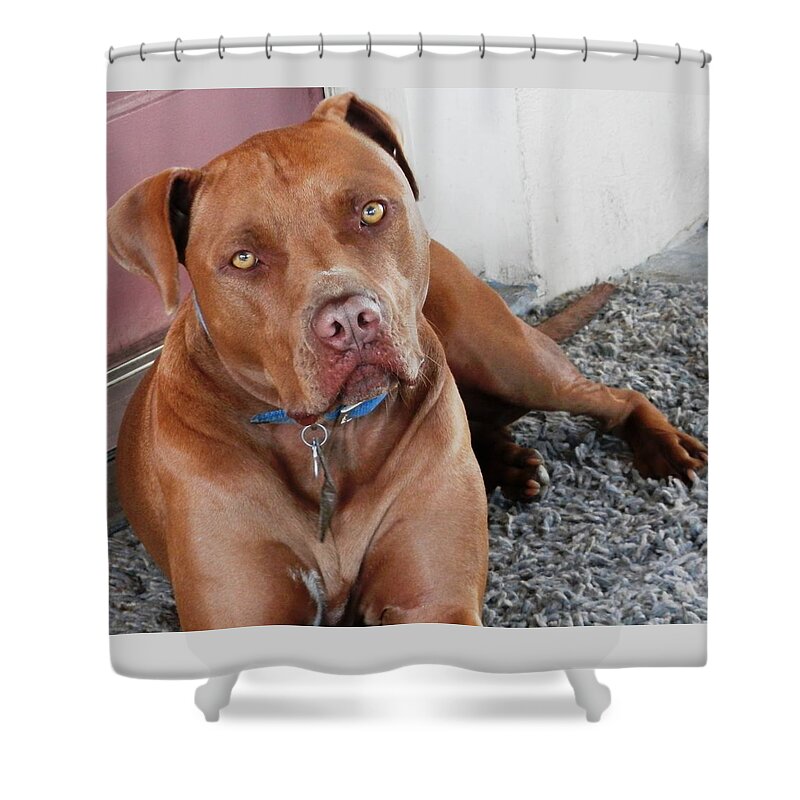 Beautiful Shower Curtain featuring the photograph Handsome Red Nose Pit JAK by Belinda Lee