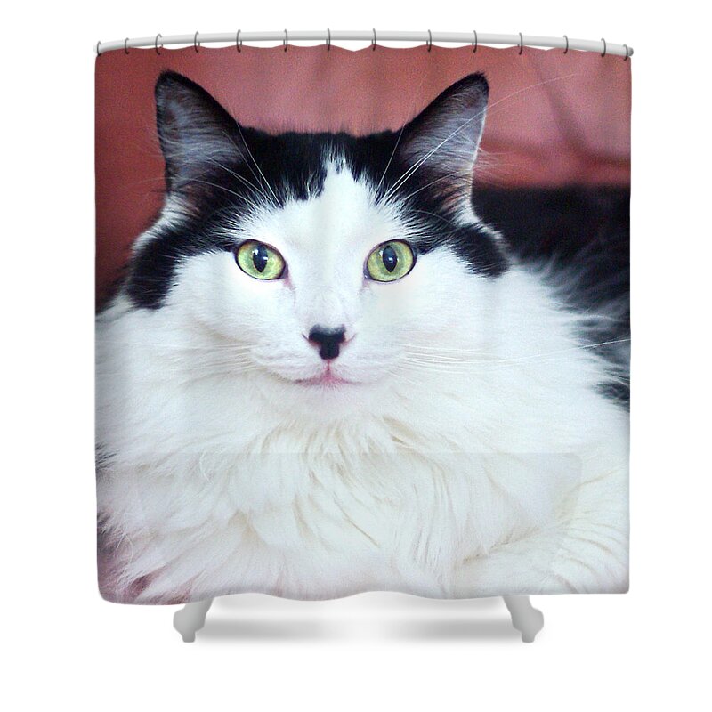 Cat Shower Curtain featuring the photograph Handsome Tuxy by Byron Varvarigos