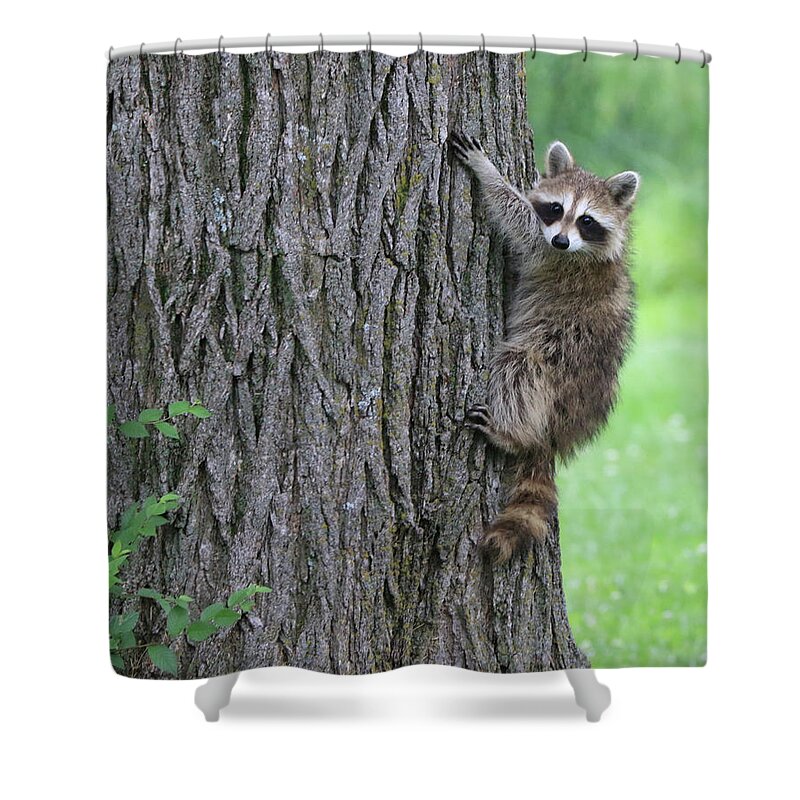 Baby Shower Curtain featuring the photograph Hang On by J Laughlin