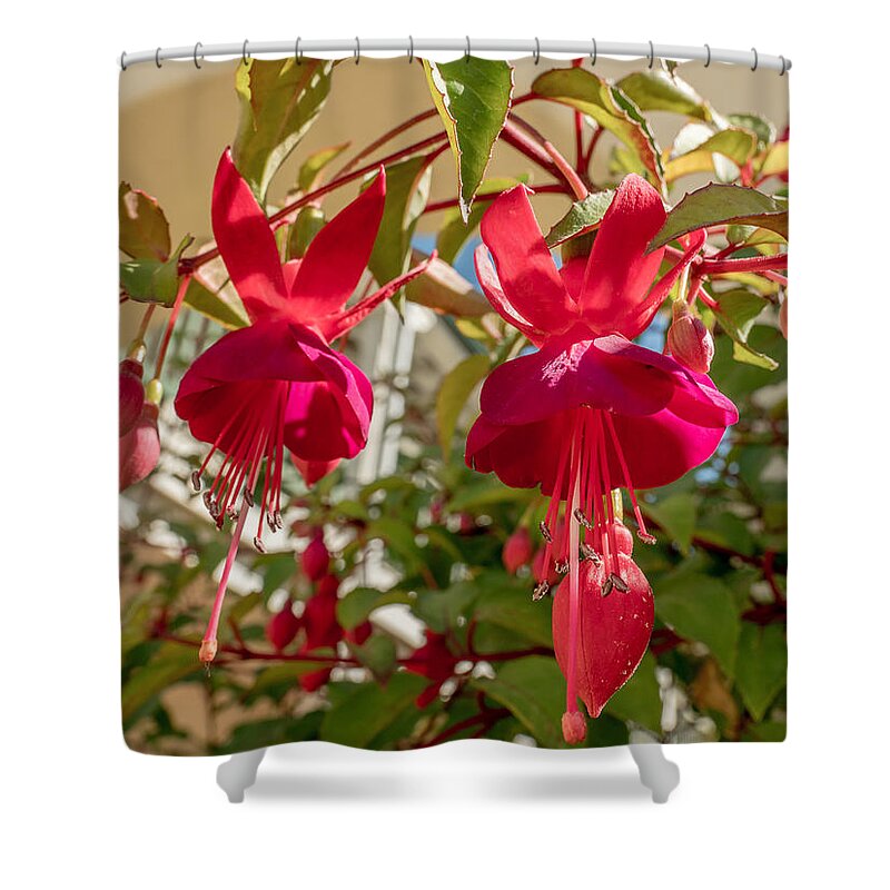 Flower Shower Curtain featuring the photograph Hanging Around by Derek Dean