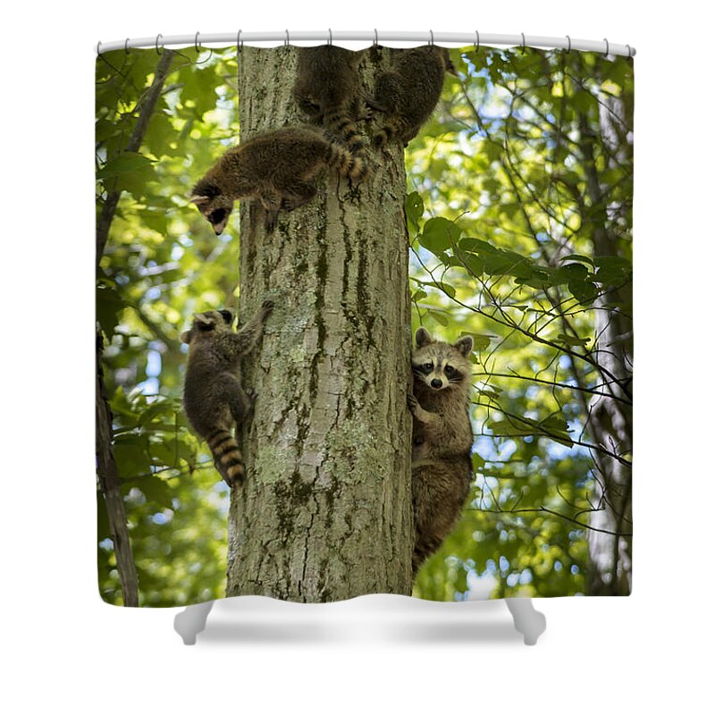 Raccoon Shower Curtain featuring the photograph Hanging Around by Steve L'Italien