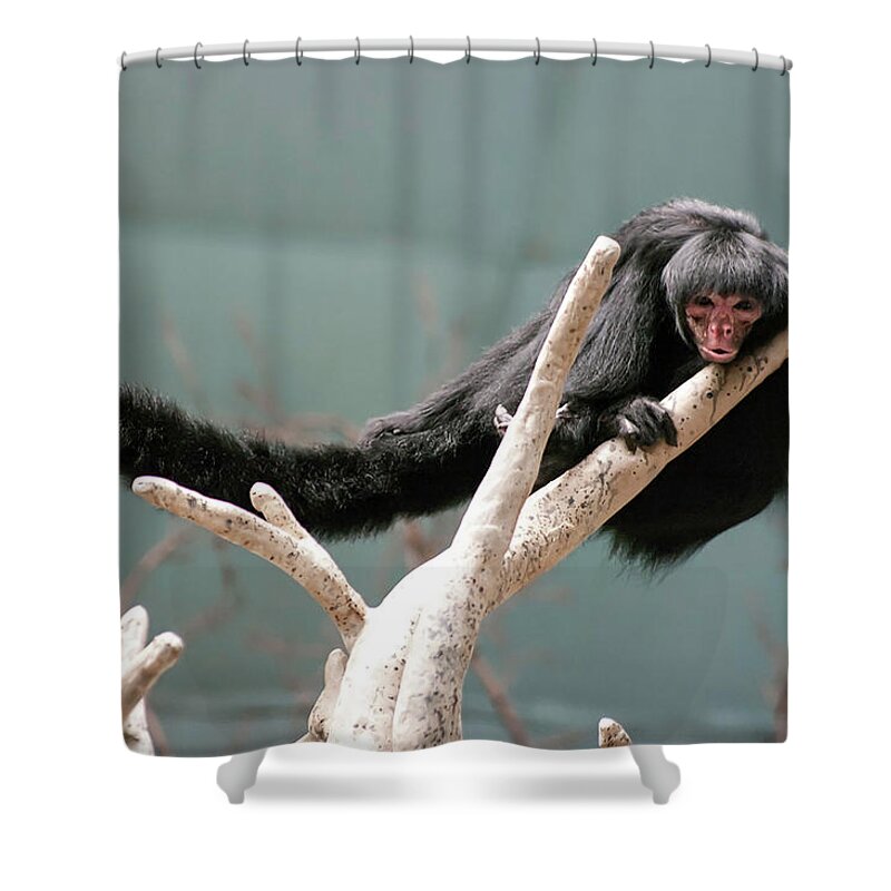 Photography Shower Curtain featuring the photograph Hanging Loose by Kathleen Messmer