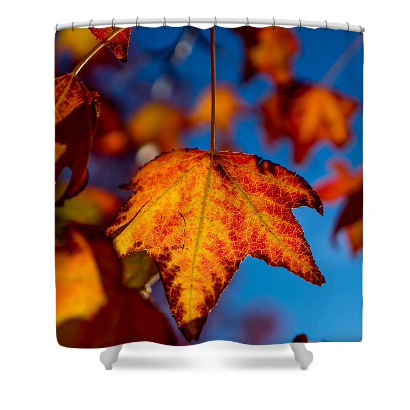 Fall Shower Curtain featuring the photograph Hanging On by Derek Dean