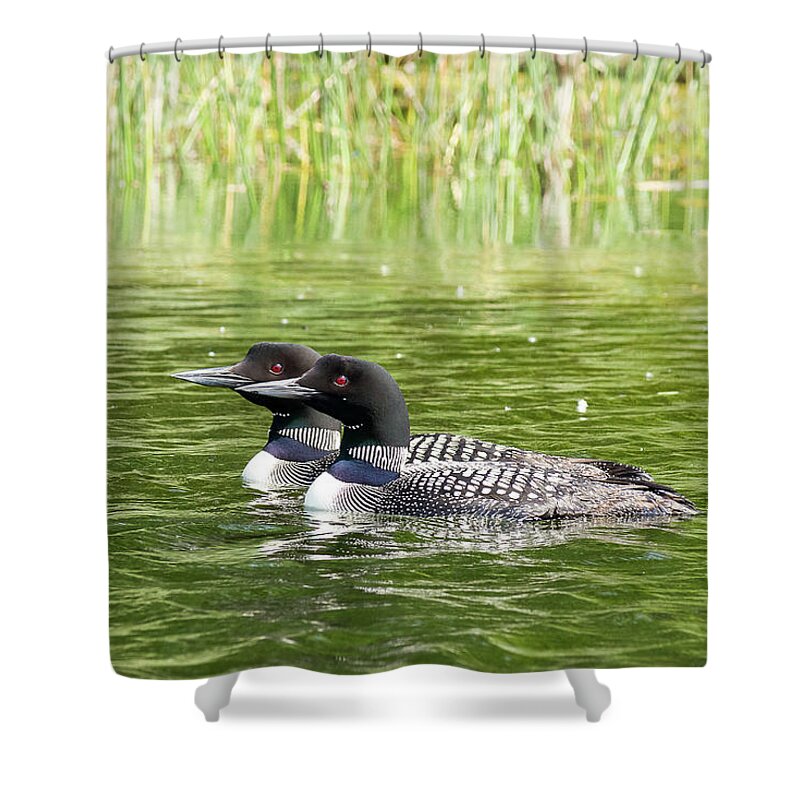 Loons Shower Curtain featuring the photograph Happy Couple by Penny Meyers