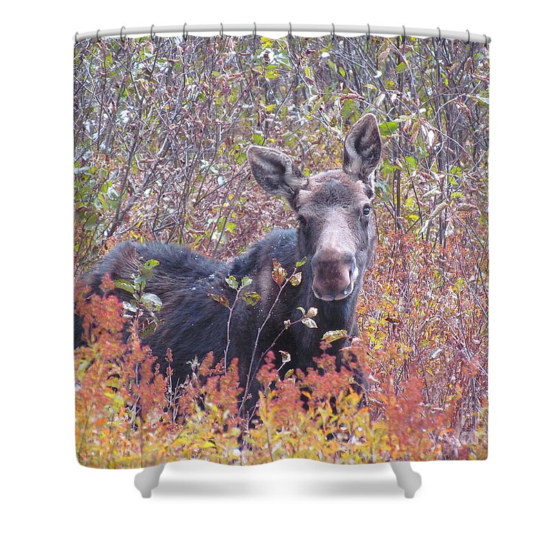 Moose Shower Curtain featuring the photograph Happy Moose by Elizabeth Dow