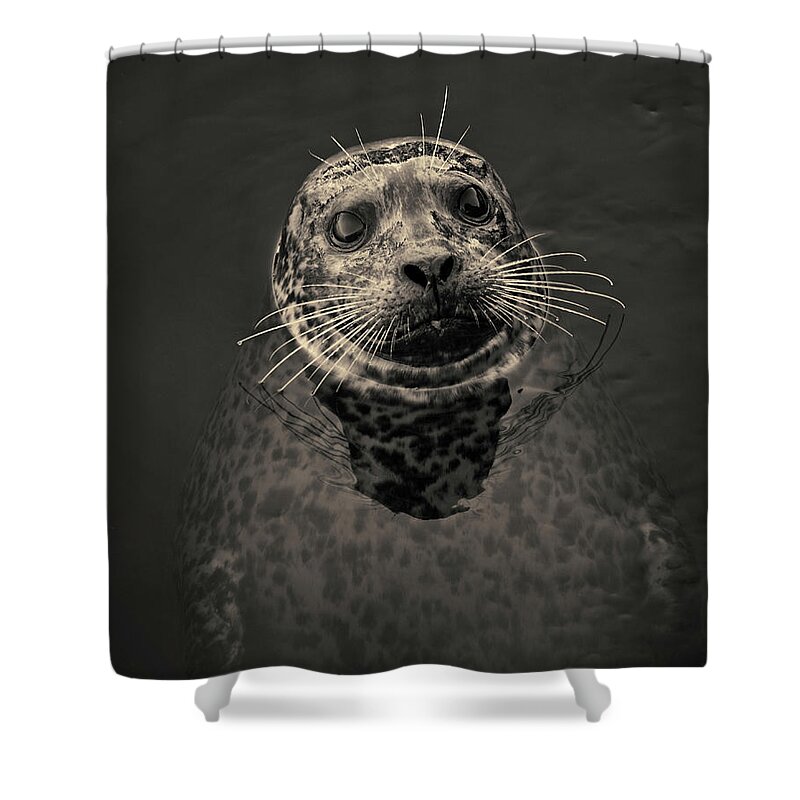 Seal Shower Curtain featuring the photograph Harbor Seal III Toned SQ by David Gordon
