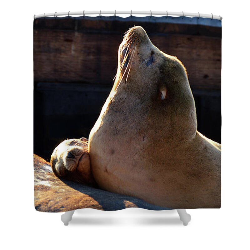 San Shower Curtain featuring the photograph Harbor Seal in the Sun by James Kirkikis