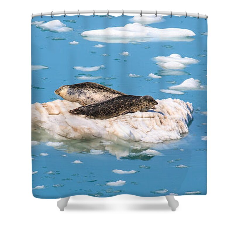 Harbor Seal Shower Curtain featuring the photograph Harbor Seals on Clouds of Ice by Allan Levin