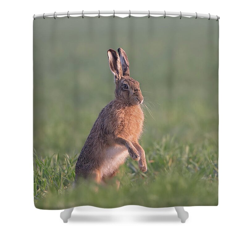 Brown Shower Curtain featuring the photograph Hare At Dawn by Pete Walkden