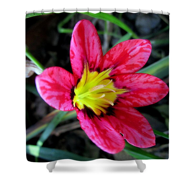 Harlequin-flower Shower Curtain featuring the photograph Harlequin Flower by Joyce Dickens