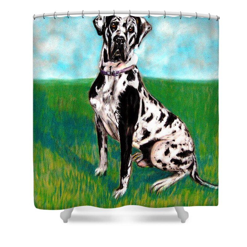 Large Dog Breeds Shower Curtain featuring the painting Harlequin Great Dane by Pat Davidson