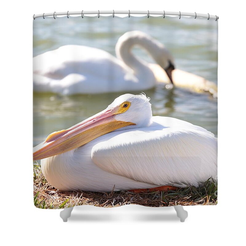 Swan Shower Curtain featuring the photograph Harmony by Carol Groenen