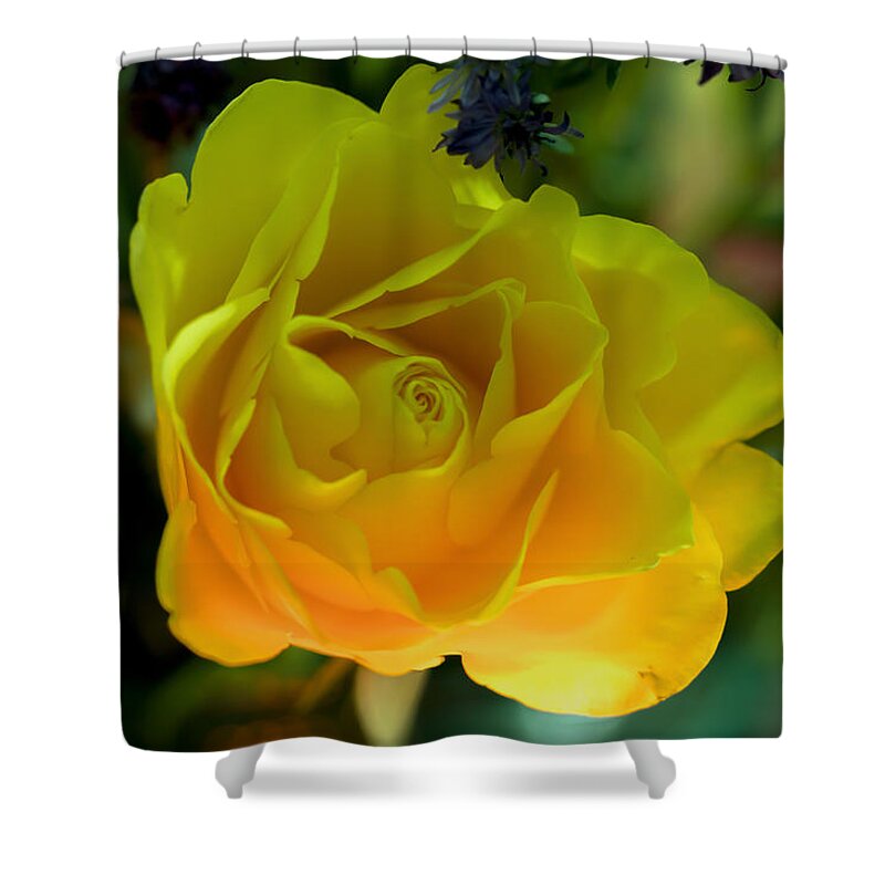 Colour Shower Curtain featuring the photograph Harmony by Ramabhadran Thirupattur