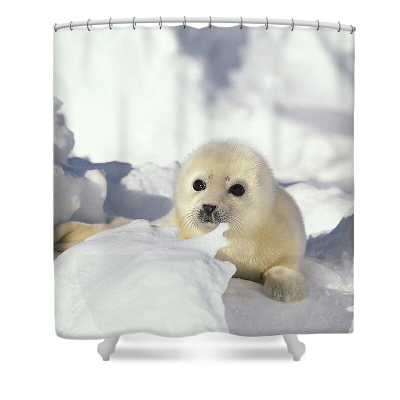 Mp Shower Curtain featuring the photograph Harp Seal Phoca Groenlandicus Pup, Gulf by Gerry Ellis