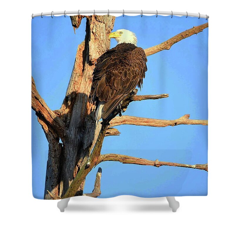 Bald Eagle Shower Curtain featuring the photograph Harriet and her shadow by Liz Grindstaff