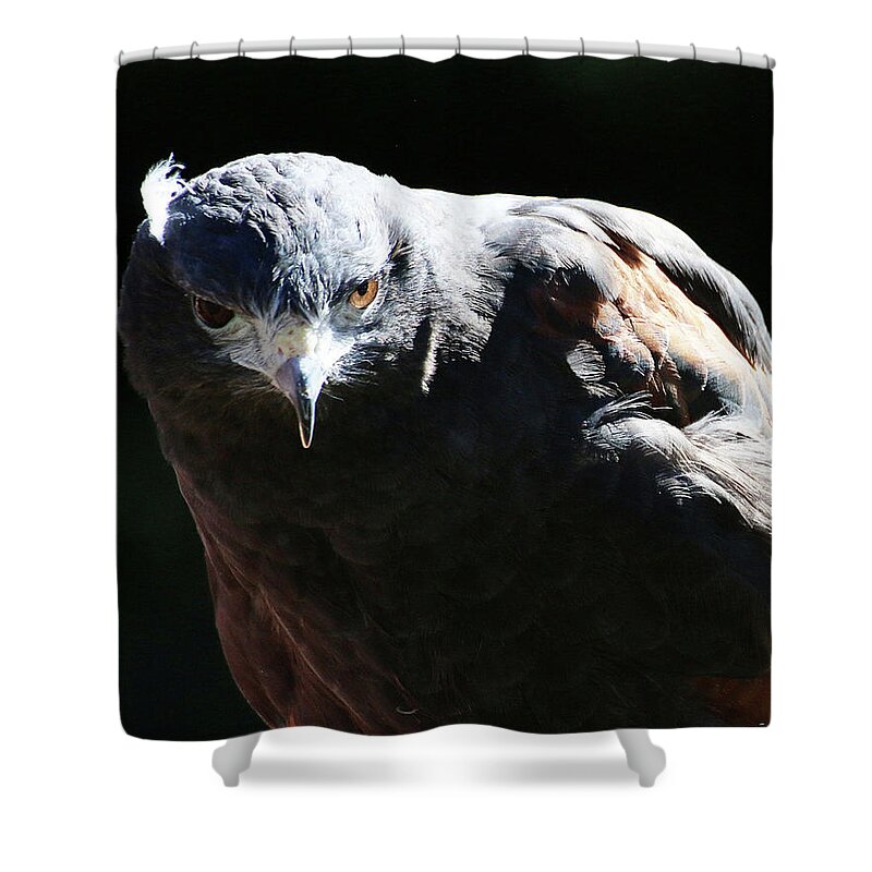 Bird Shower Curtain featuring the photograph Harris Hawk Portrait by William Selander