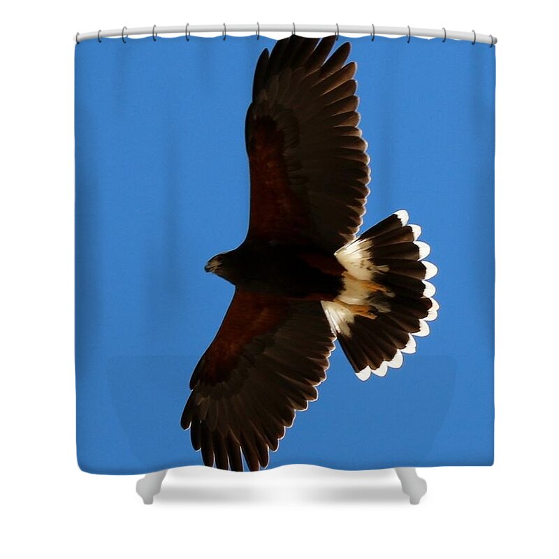 Harris's Hawk Shower Curtain featuring the photograph Harris's Hawk Soaring by Christy Pooschke