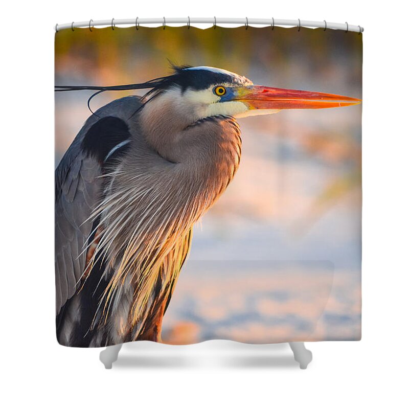 Bird Shower Curtain featuring the photograph Harry the Heron with Plumage Close-Up by Jeff at JSJ Photography
