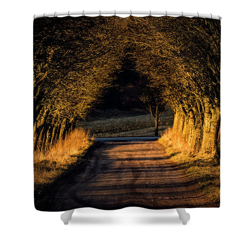 Forest Shower Curtain featuring the photograph Haunted forest by Mike Santis