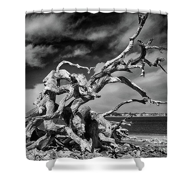 Driftwood Beach Shower Curtain featuring the photograph Haunting Beauty by Dawn Gari