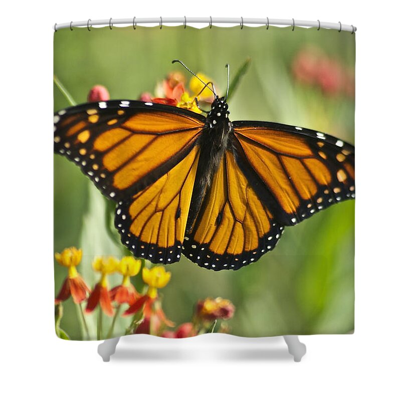 Wildlife Shower Curtain featuring the photograph Hawaiian Monarch 3 by Michael Peychich