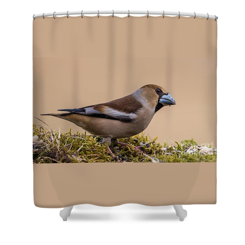 Hawfinch's Beak Shower Curtain featuring the photograph Hawfinch's beak by Torbjorn Swenelius