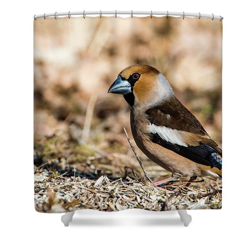 Hawfinch's Gaze Shower Curtain featuring the photograph Hawfinch's gaze by Torbjorn Swenelius