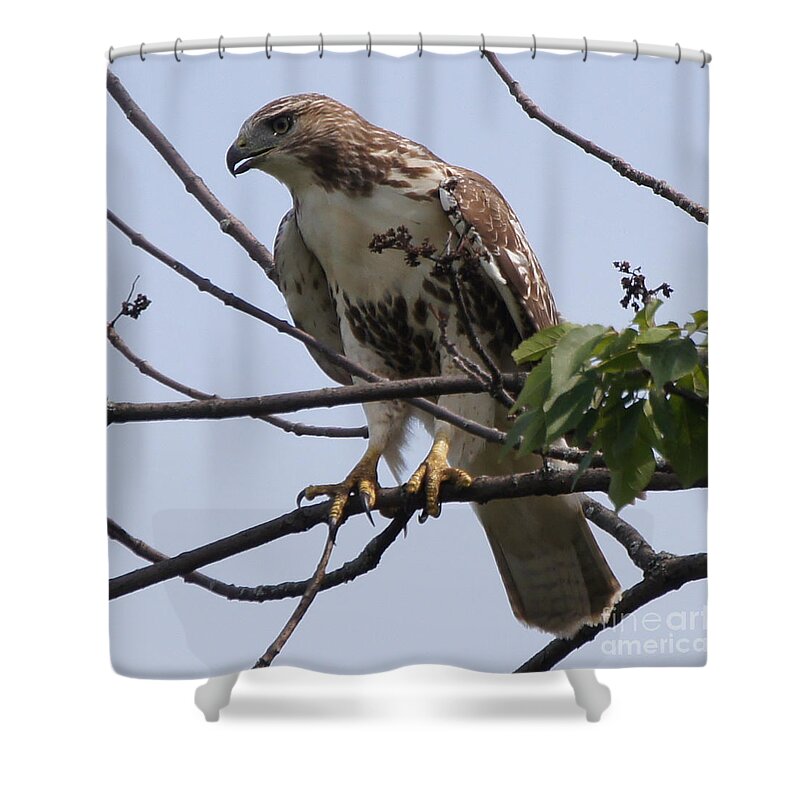 Hawk Shower Curtain featuring the photograph Hawk Before The Kill by Robert Alter Reflections of Infinity