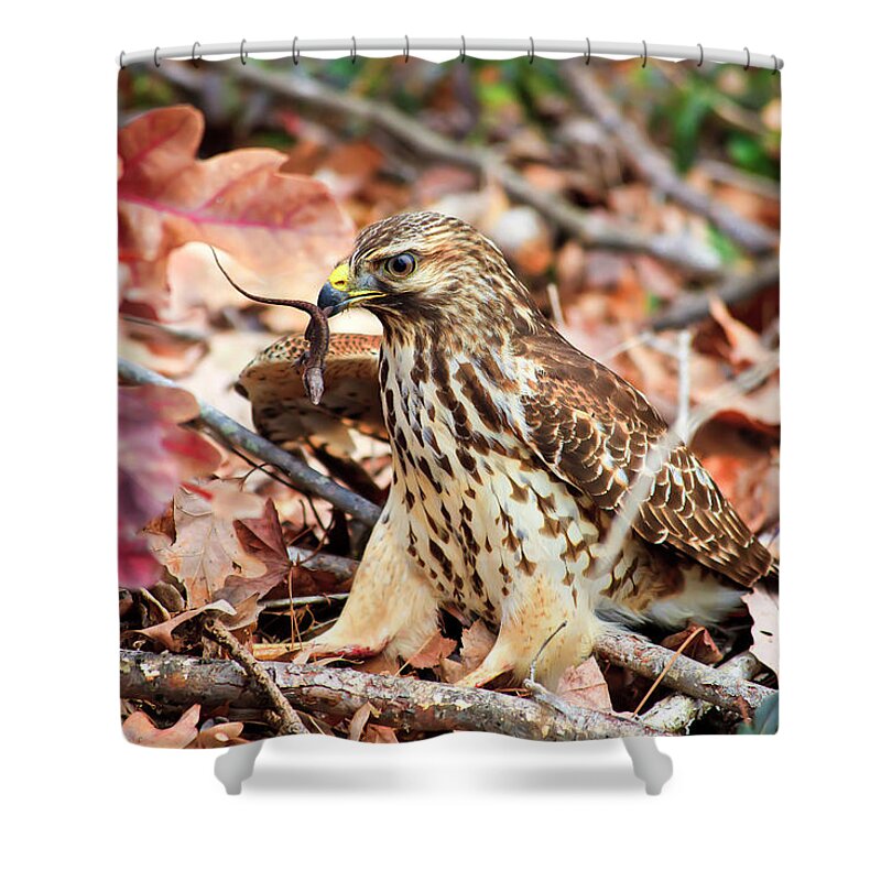 Red Shower Curtain featuring the photograph Hawk Catches Prey by Jill Lang
