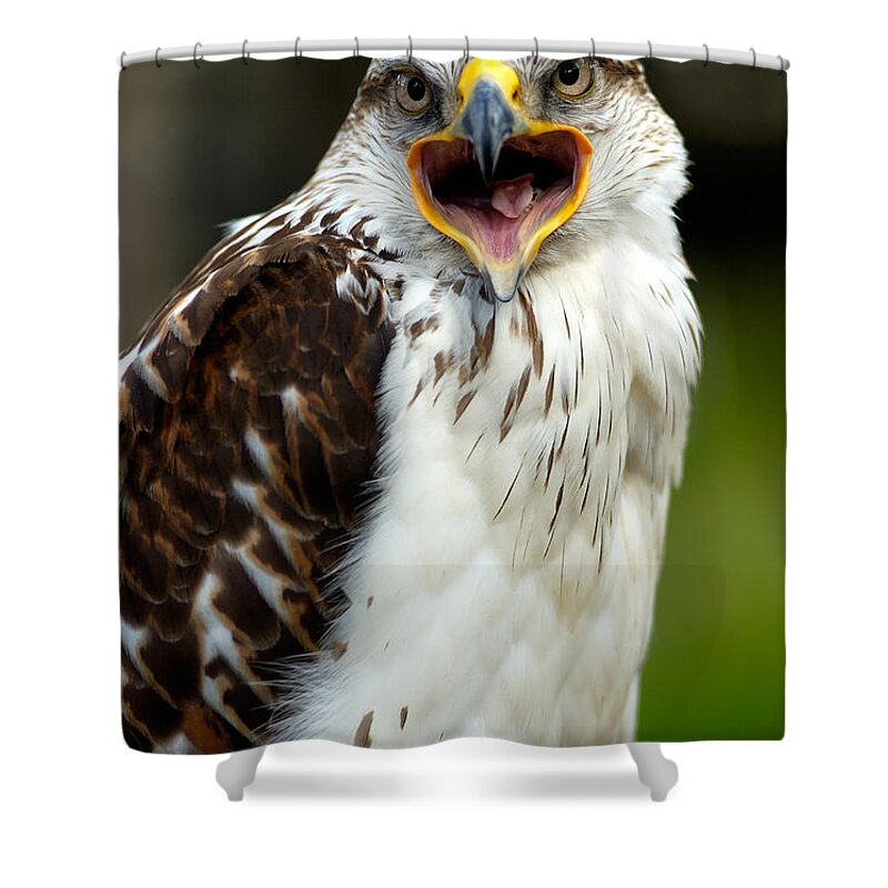 Hawk Shower Curtain featuring the photograph Hawk by Doug Gibbons