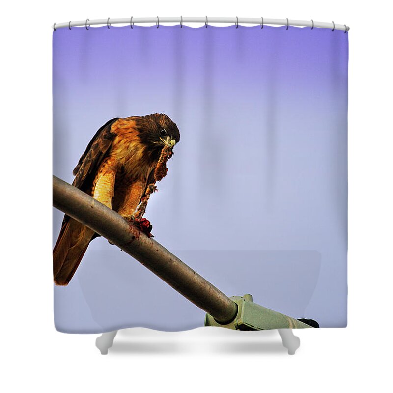 Hawk Shower Curtain featuring the photograph Hawk Eating by Anthony Jones