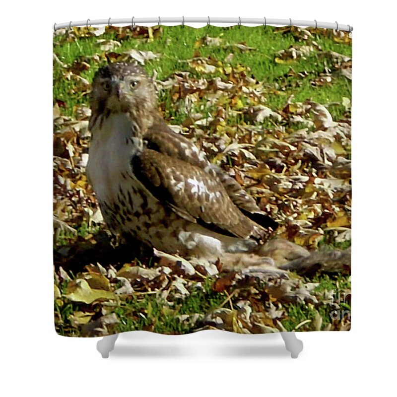 Hawk Falling Leaves Shower Curtain featuring the photograph Hawk Falling Leaves by Rockin Docks Deluxephotos