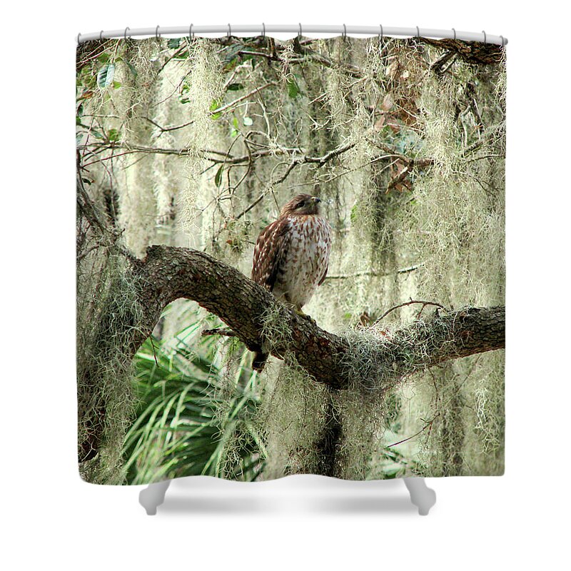 Nature Shower Curtain featuring the photograph Hawk in Live Oak Hammock by Peggy Urban