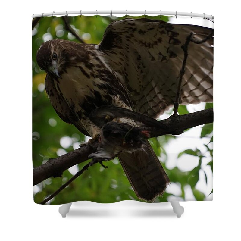  Shower Curtain featuring the photograph Hawks Ballanced Diet by Brooke Bowdren